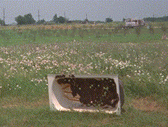 [Picture of bathtub in a field]